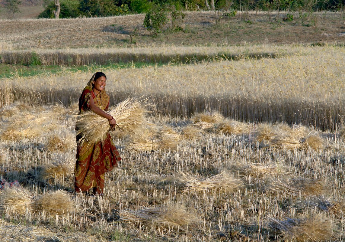Paddy Procurement Karnal